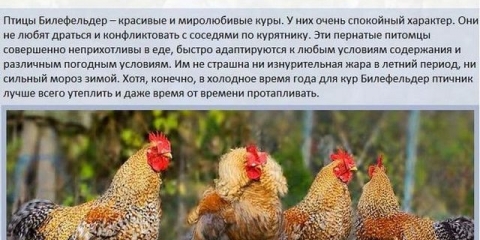 Opis bielefelder kokoši - nova pasmina u smjeru mesa i jaja